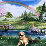 Heavenly Pup