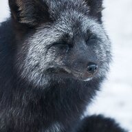 actual_fox