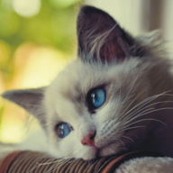 Realkitten