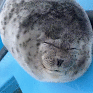 Hihihehehuhu