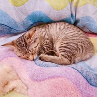 despairhangoverand
